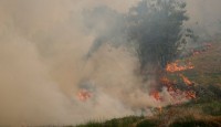 ইউরোপের বেশ কয়েকটি দেশে  দাবানল ছড়িয়ে পড়...